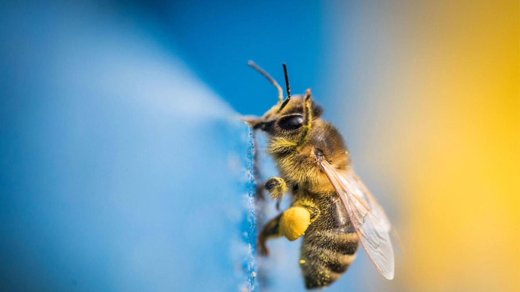 Immer mehr Belege: Bestimmte Insektizide gefährden Bienen