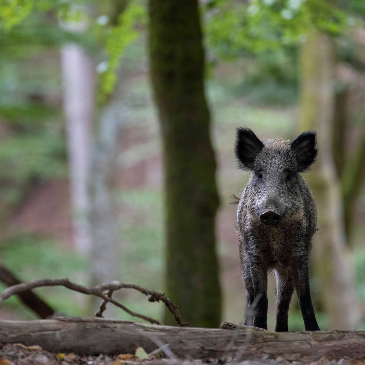 Was kostet Wildschwein beim Metzger?