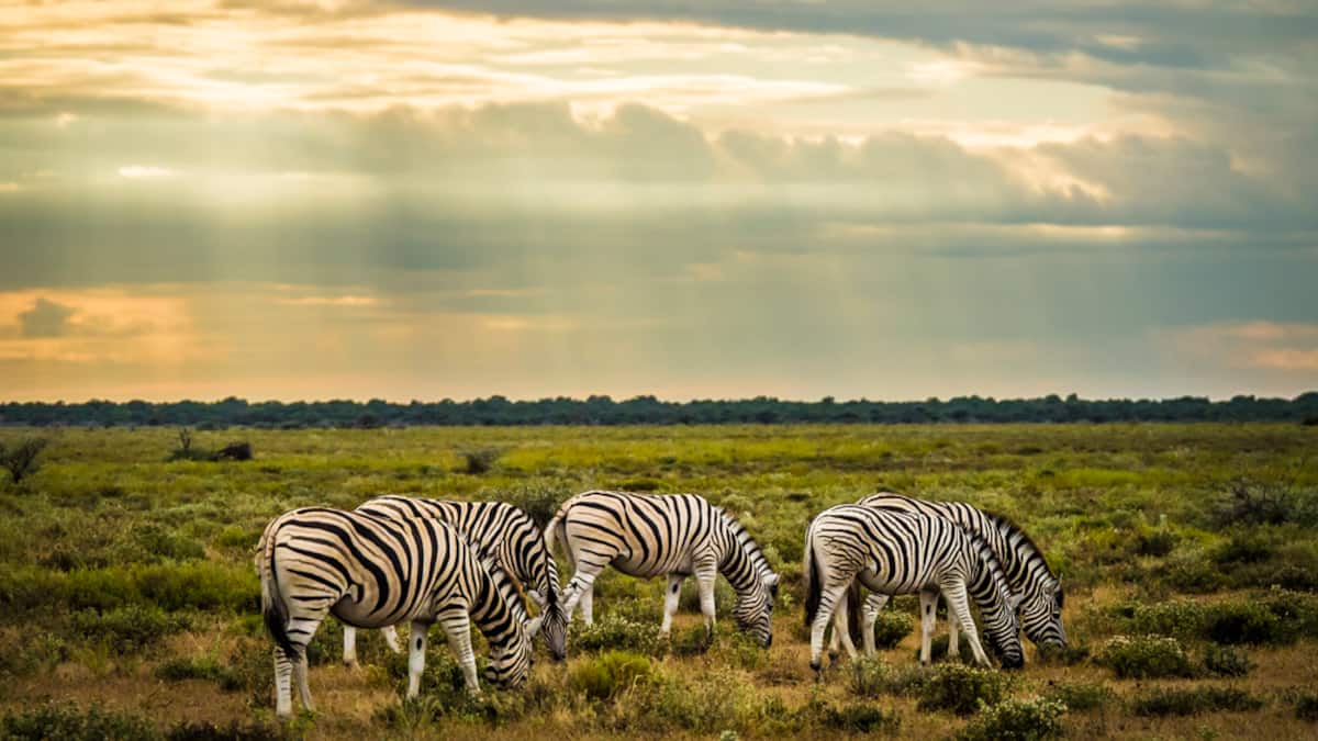 safari chappals