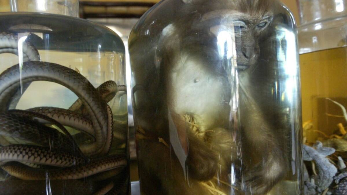 Finger weg vom Schlangenwein: WWF bietet Souvenir-Ratgeber an