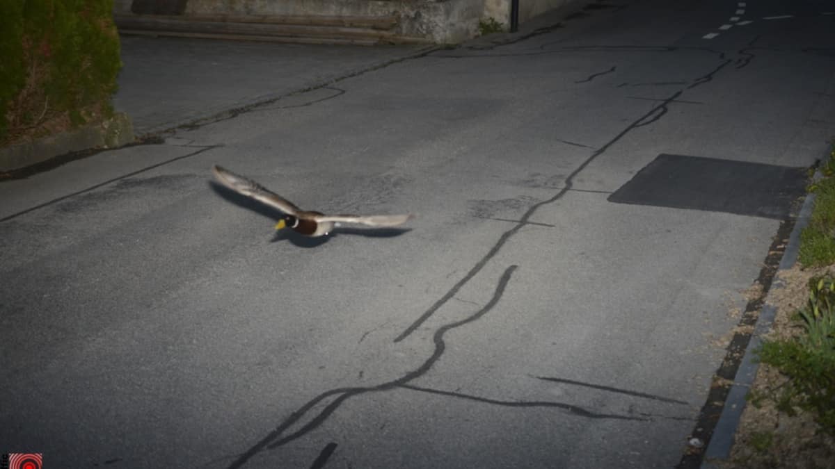 Erneut "Raser"-Ente in Köniz geblitzt