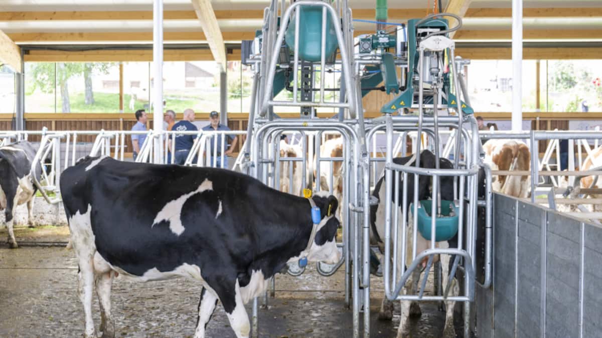 Erste Kuhtoilette der Schweiz steht in Hellbühl LU im Einsatz