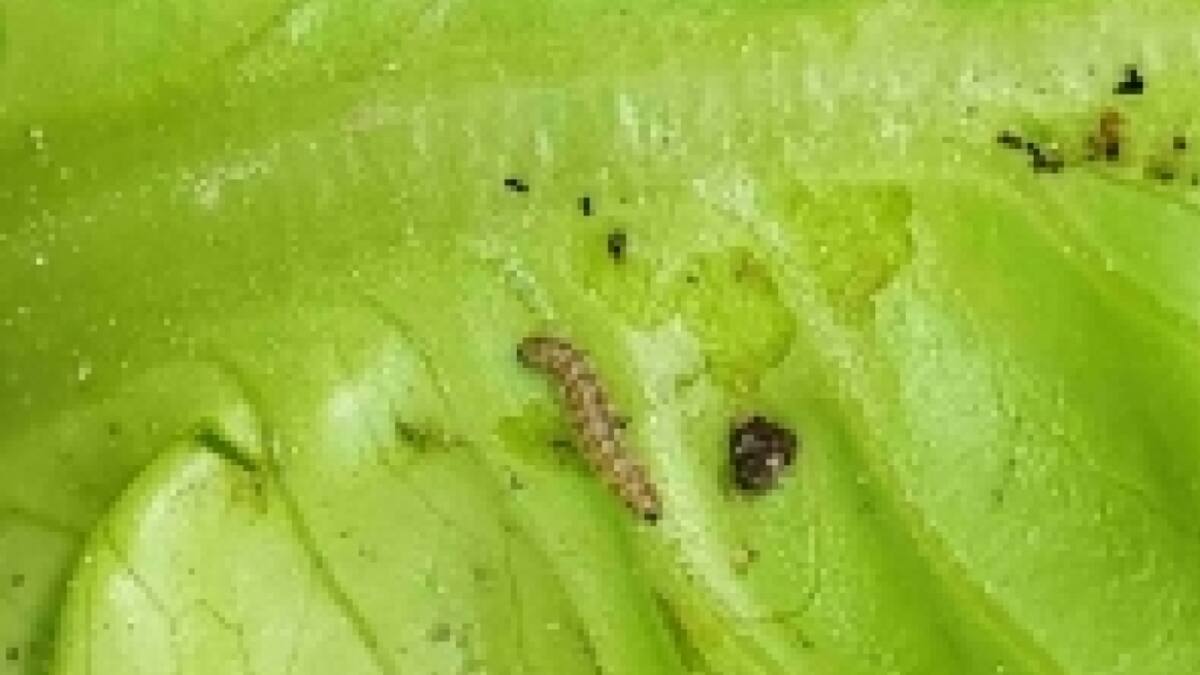 Tropen-Schädling zieht aus der Schweiz Richtung Norden