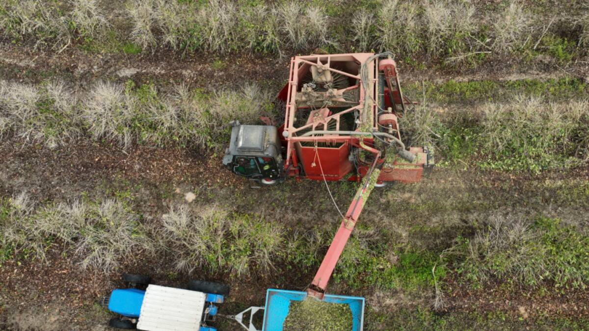 Kaffeehersteller Illy warnt vor Spekulation auf Rohstoffe