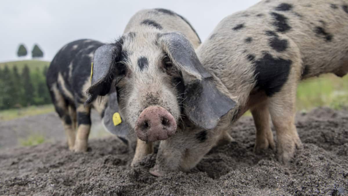 Antibiotikaverbrauch in der Tiermedizin nimmt ab