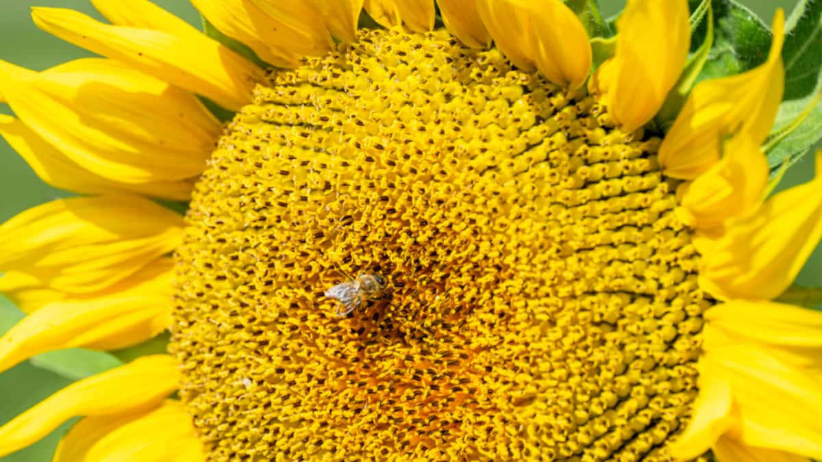 Ölvorräte einer Genfer Firma in der Ukraine bombardiert