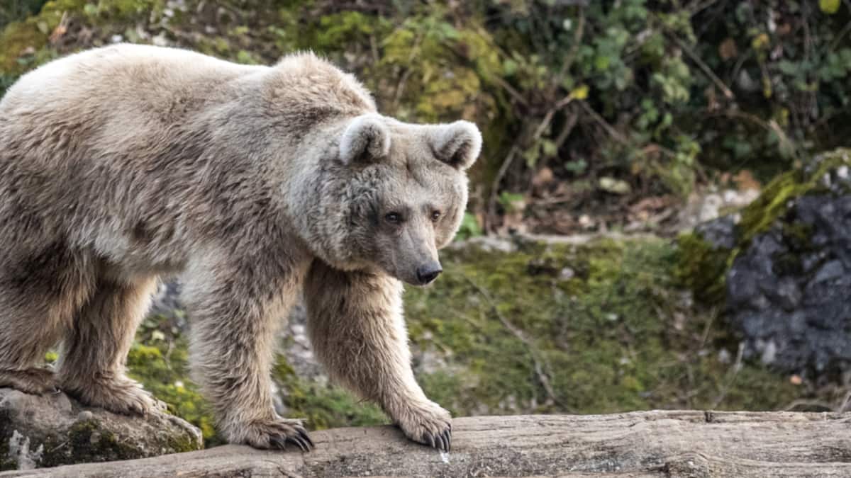 Forschungsteam entwickelt Gesichtserkennungsprogramm für Bären
