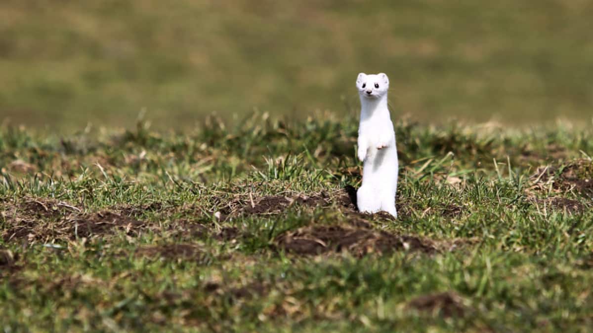 Klug platzierte Steinhaufen fördern Präsenz von Hermelinen