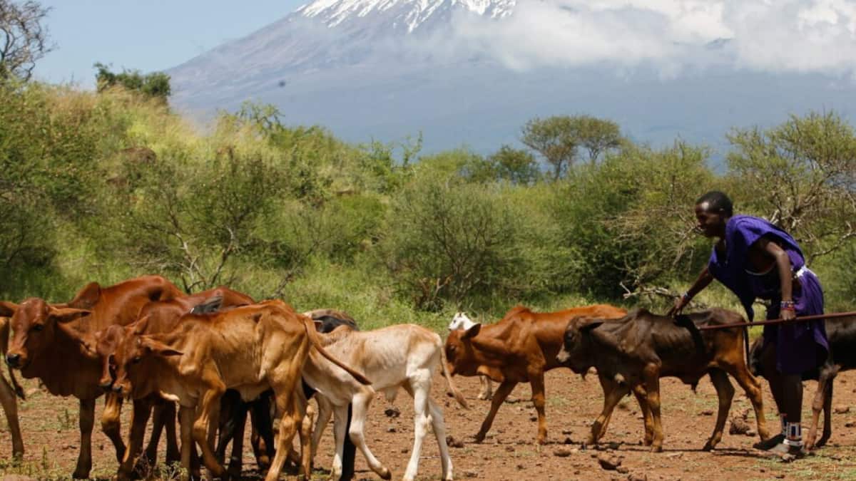 Klimawandel könnte Weideflächen laut Studie bis 2100 halbieren