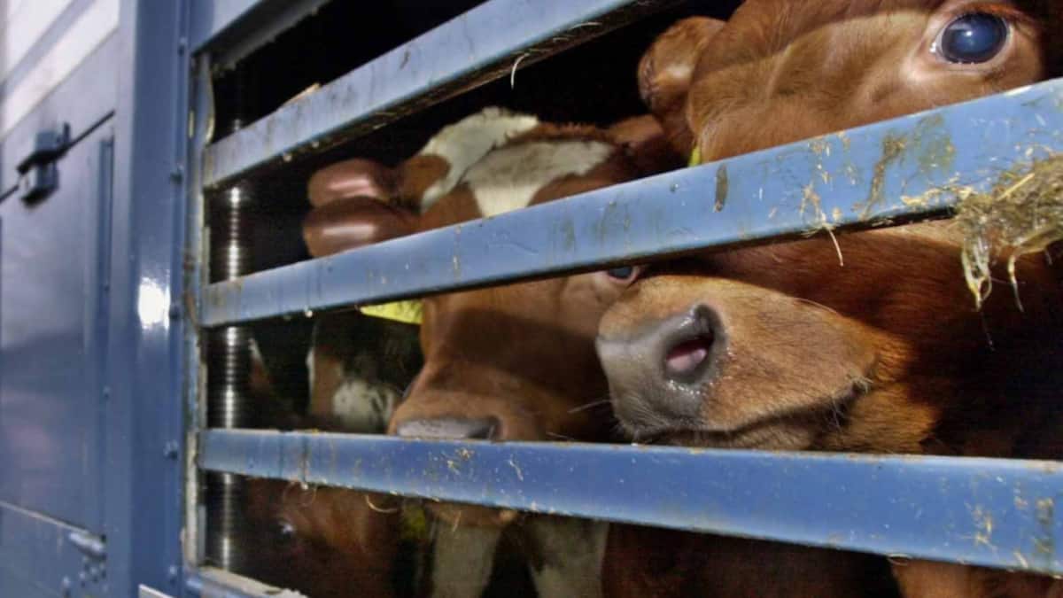 Parlament will Fleisch von transportierten Tieren kennzeichnen