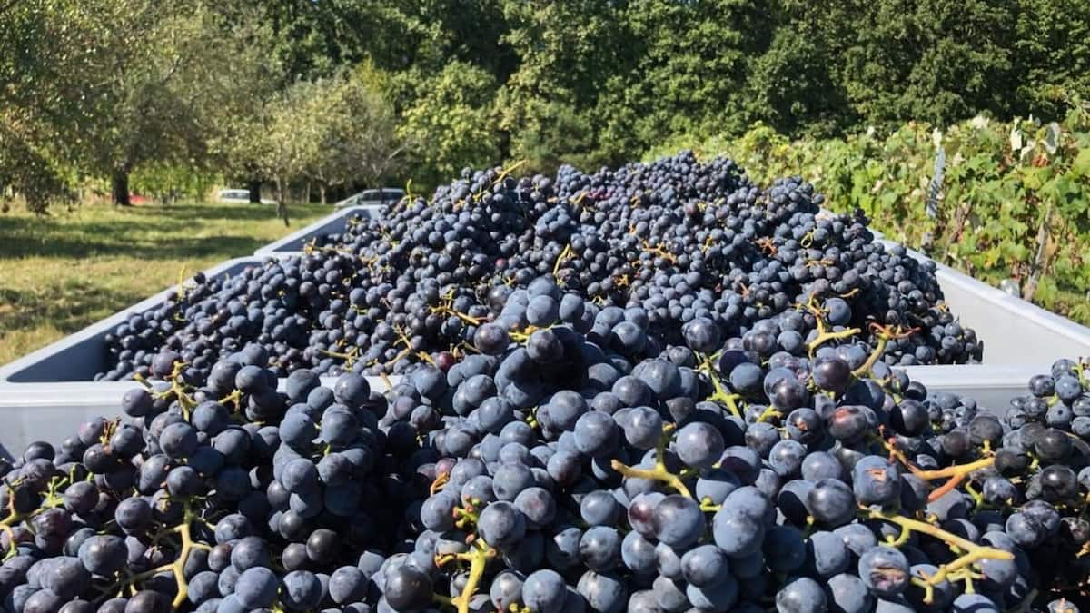 Einst vom Ausreissen bedroht, heute Kult — die wilde Geschichte vom Uhudler
