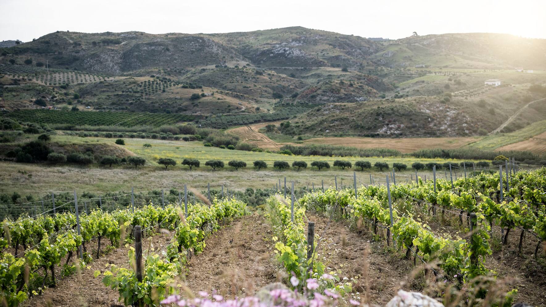 ©AlexFilz . Adler Sicily