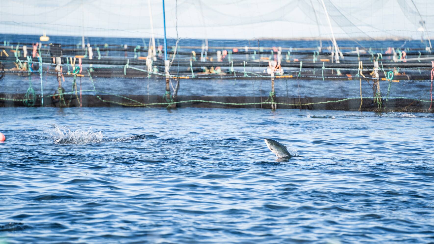 Ein Lachs springt im Netz der Firma Salmar