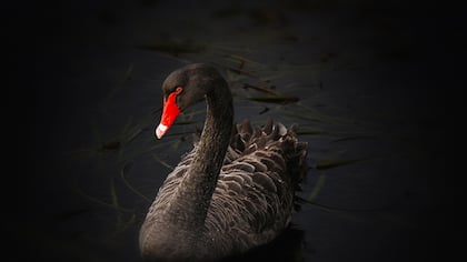 Schwarzer Schwan – Symbol der Finanzkrise Schwarzer Schwan – Symbol der Finanzkrise