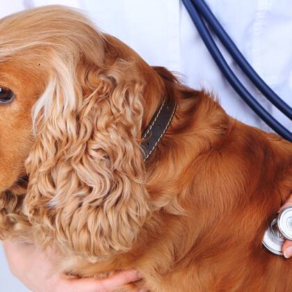 Hundeversicherung: Beste Tipps Hundeversicherung: Beste Tipps