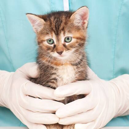 Katzenversicherung: Tipps Katzenversicherung: Tipps