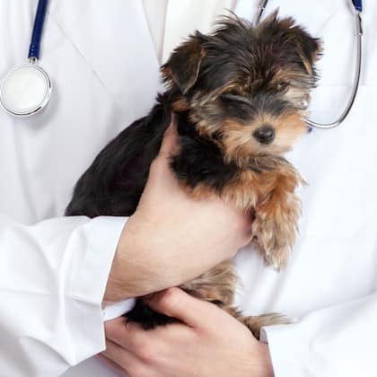 Tierversicherung Schweiz Moneyland