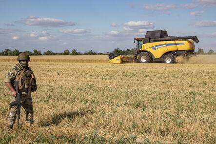 Getreidefeld in der Ukraine, bewacht von einem Soldaten.