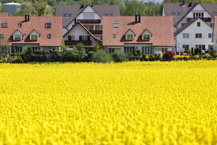 Einfamilienhauser grenzen an ein Rapsfeld am Donnerstag, 30. April 2009 in Niederhasli. (KEYSTONE/Alessandro Della Bella)