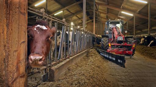 Darum wird der Verkauf des Tierfuttergeschäfts DSM-Firmenich nicht reich machen 21.09.2023, Bayern, Jengen: Ein Landwirt füttert am frühen Morgen die Kühe in seinem Kuhstall. Am 21.9. findet in Berlin eine Festveranstaltung zum 75-jährigen Bestehen des Deutschen Bauernverbands statt. Foto: Karl-Josef Hildenbrand/dpa +++ dpa-Bildfunk +++ (KEYSTONE/DPA/Karl-Josef Hildenbrand)