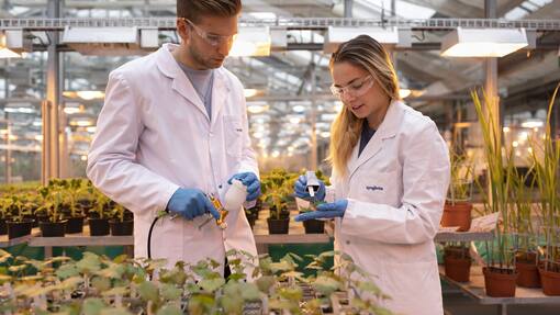 Syngenta nimmt Anlauf zum grössten Börsengang des Jahres Syngenta-Mitarbeiter kontrollieren in einem Gewaechshaus die Infektionen der Reben fuer die Wirkstofftests, fotografiert am Mittwoch, 17. November 2021 in Stein, Aargau. Das Hauptaugenmerk der Syngenta Forschung in Stein liegt auf der Entdeckung und Charakterisierung neuer insektizider, fungizider und nematizider Wirkstoffe, sowie der Unterstuetzung von Pflanzenschutzmittel auf dem Markt. (KEYSTONE/Gaetan Bally)