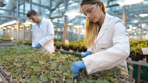 Ein chemisches Multitalent aus der Schweiz schiebt die Agrarwende in China an Eine Syngenta-Mitarbeiterin und ein Mitarbeiter etikettieren Pflanzen waehrend einer Versuchsreihe in einem Gewaechshaus, fotografiert am Mittwoch, 17. November 2021 in Stein, Aargau. Das Hauptaugenmerk der Syngenta Forschung in Stein liegt auf der Entdeckung und Charakterisierung neuer insektizider, fungizider und nematizider Wirkstoffe, sowie der Unterstuetzung von Pflanzenschutzmittel auf dem Markt. (KEYSTONE/Gaetan Bally)