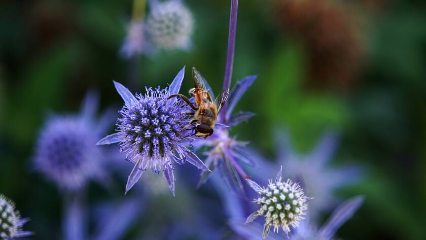 2022 wurde die Zahl der Bienenvölker in Europa auf rund 25,1 Millionen geschätzt, dennoch braucht es mehr.
