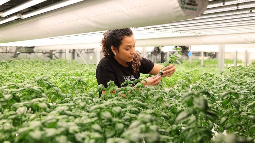 Yasai – Vertical Farming