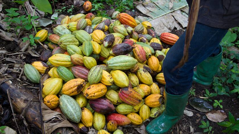 Neves, Sao Tomé island, Sao Tomé and Principe, November 22, 2016. Heap of cocoa fruits ready to be opened to extract the seeds (Theobroma cacao, species Forastero, subspecies Amelonado)