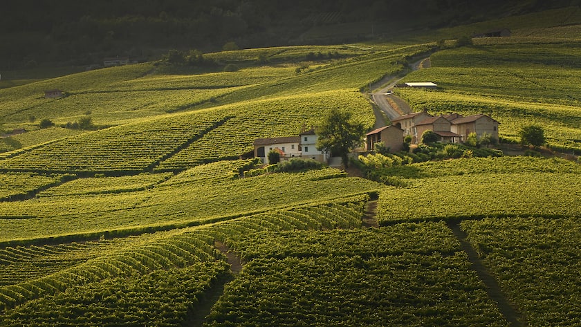 Mövernpick Wein Piemont