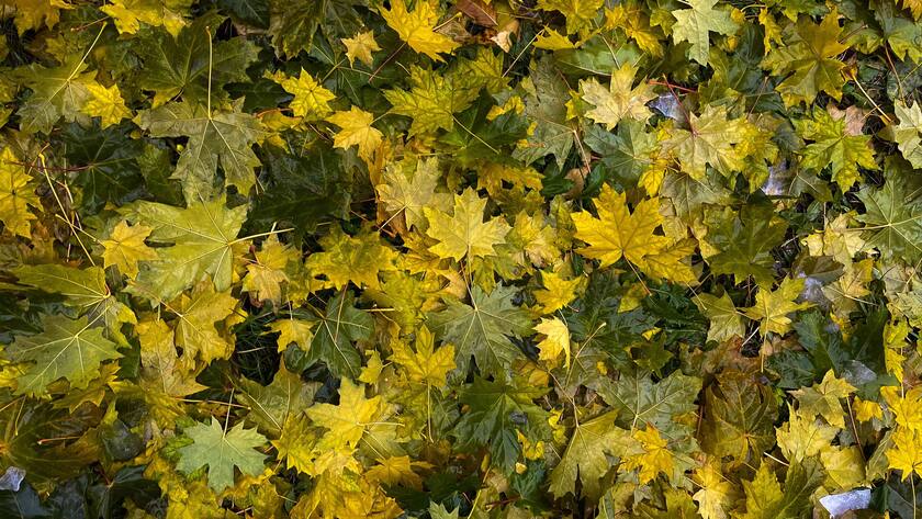 Background of wet fallen yellow, green and brown maple leaves