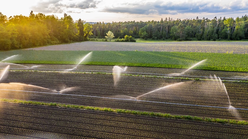 Zwischen den Ackerfeldern in Flaach (Zürich) stehen Nützlingsstreifen: Eine altbewährte Methode gegen Schädlinge.