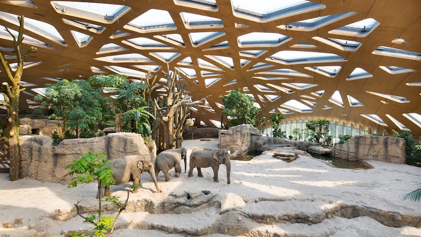 Im Zoo Zürich leben über 350 Tierarten und deren Herkunft und Geschichte kann als Thema in eine Veranstaltung eingebunden werden. Beispielsweise direkt bei und mit den Elefanten.