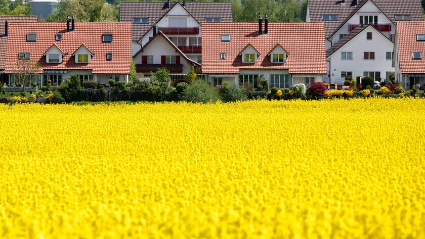 Einfamilienhauser grenzen an ein Rapsfeld am Donnerstag, 30. April 2009 in Niederhasli. (KEYSTONE/Alessandro Della Bella)