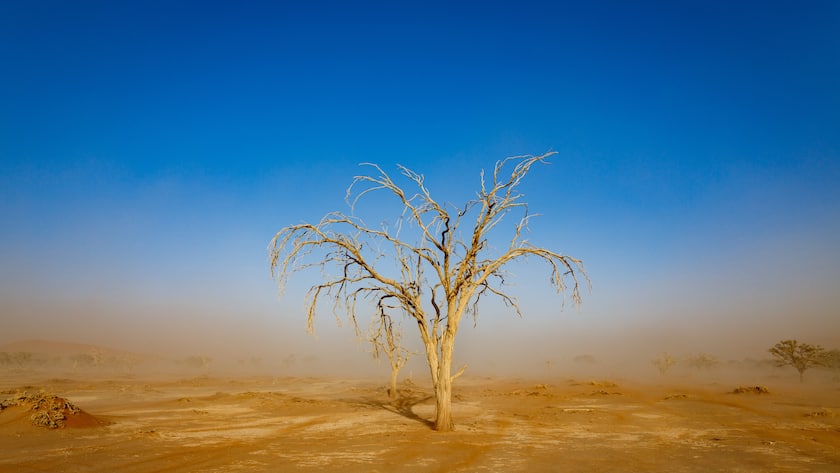 Isolated dead tree under sandstorm and blue sky in the desert