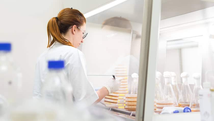 Wissenschaftlerin bei der Arbeit mit Bakterien in einer Laminarströmung in einem Forschungslabor
