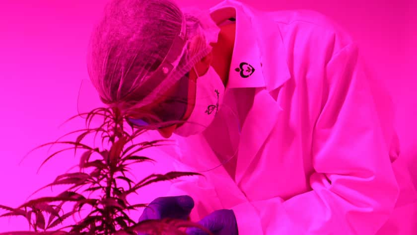 Ins rechte Licht gerückt: Cannabis-Grower am Werk.