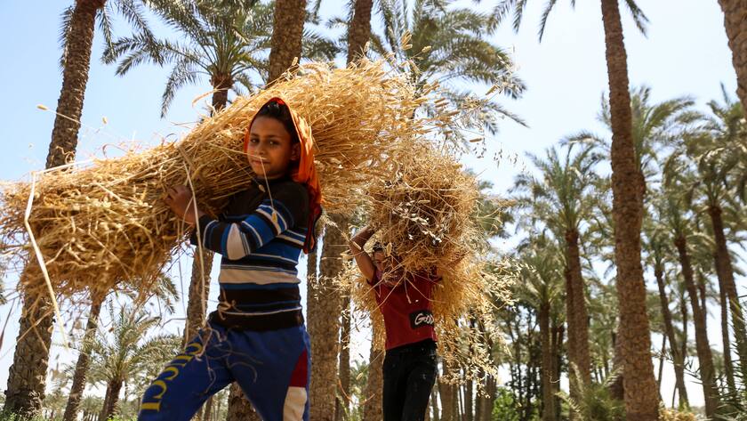 Weizenernte in Ägypten Menschen ernten Weizen im Dorf Badrashin, Giza Governorate, Ägypten am 9. Mai 2022