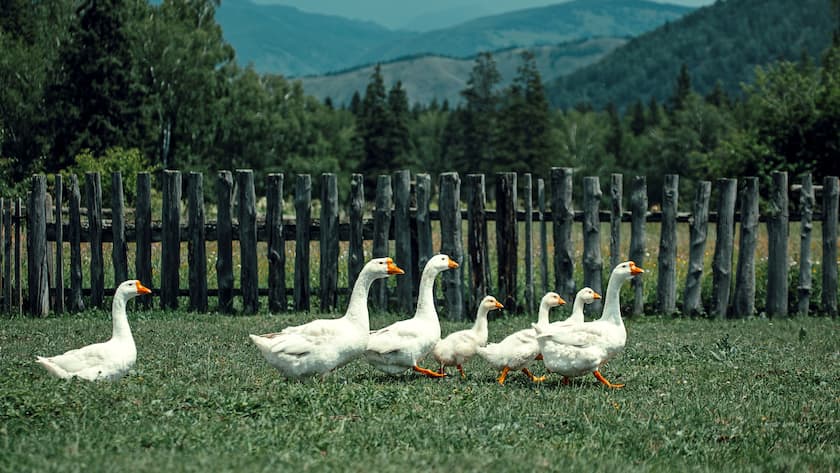 Die Pensionierung in kleinen (Gänse-)Schritten optimiert die Vorsorgesituation.
