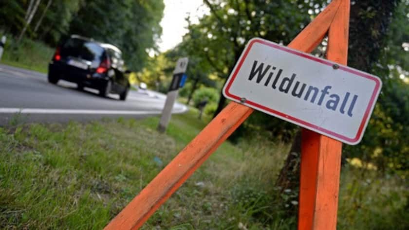 Wildunfälle: Schweizweit 50 Millionen Franken Sachschäden und tausende verletzte Tiere jedes Jahr.