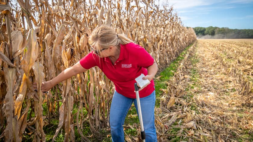 Ag Agent in field checking corn crop Trappe Maryland USA Copyright: xEdwinxRemsbergx ere_remsberg_2010113878