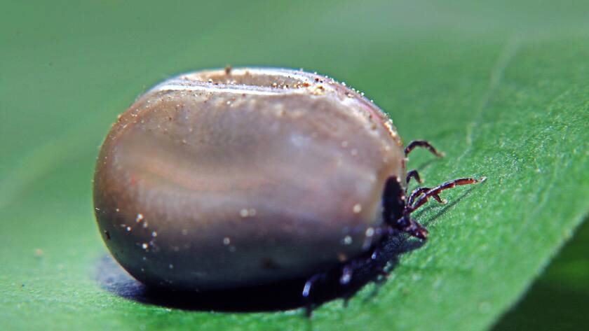 Zecke Krankheit Borreliose