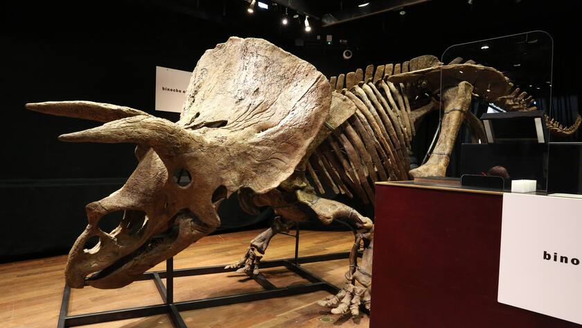 Triceratops Big John