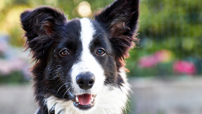 Haustierversicherung Hund Border Collie Dog