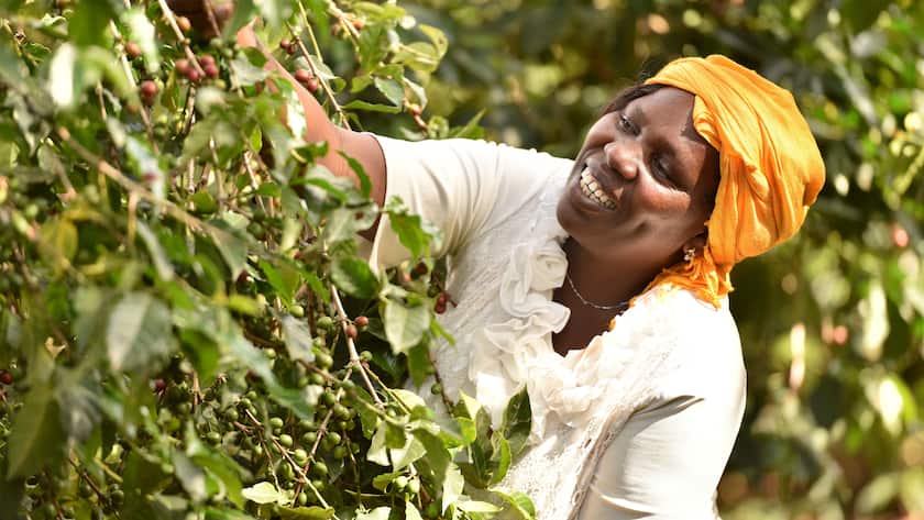 Elizabeth Chepkwony harvesting coffee.
