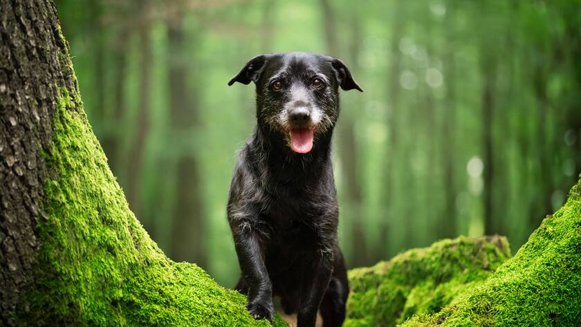 Portrait of a dog sitting in a forest full of green moss. Skalica, Trnava Region, Slovakia R_GOXI230916-1255359-01