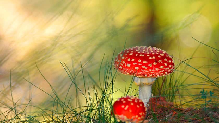 Fliegenpilz Vergiftung, Tox Info Suisse