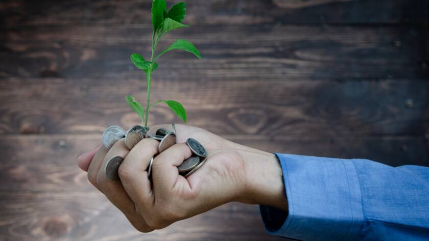 Plant Growing In Savings Coins - Investment And Interest Concept