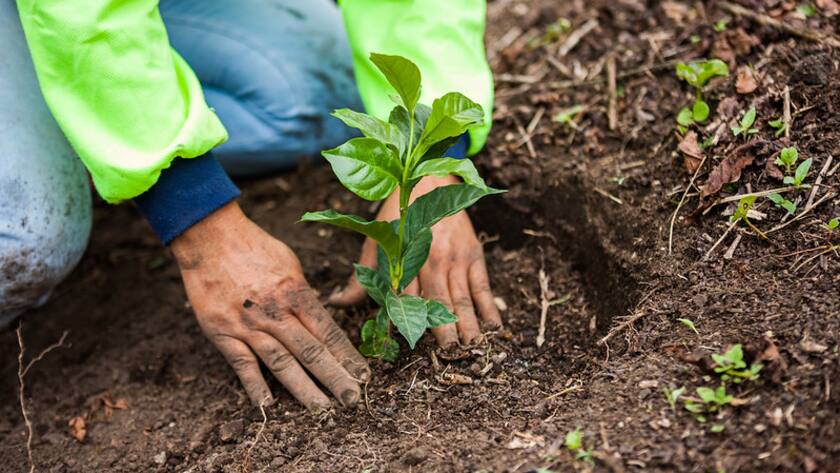 Farmer planting a coffee plant
