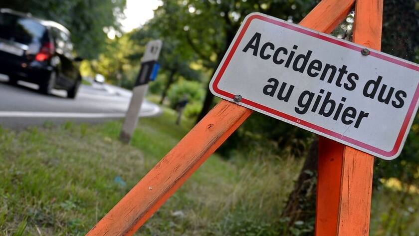 Accidents dus au gibier